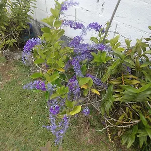 Les Bougainvilliers Appartement